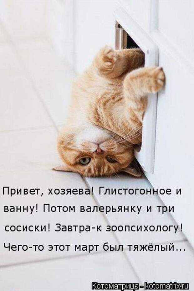 Свежая котоматрица для всех (33 фото)