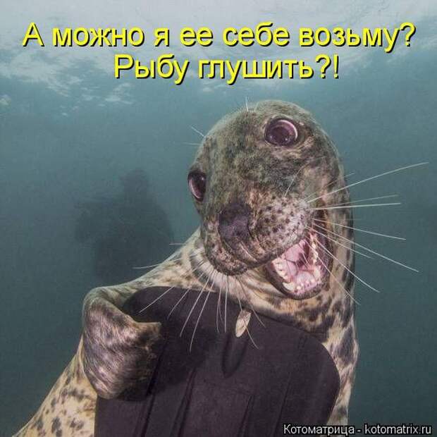 Лучшие котоматрицы недели (50 фото)
