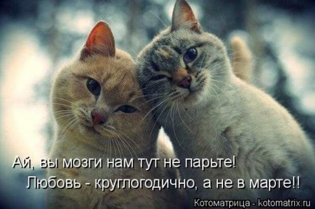 Свежая котоматрица для всех (33 фото)