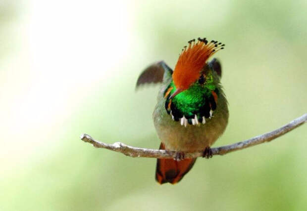 Birds_24 (700x483, 146Kb)