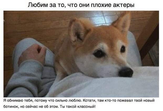 Пост для тех, у кого есть собака Пост для тех, у кого есть собака