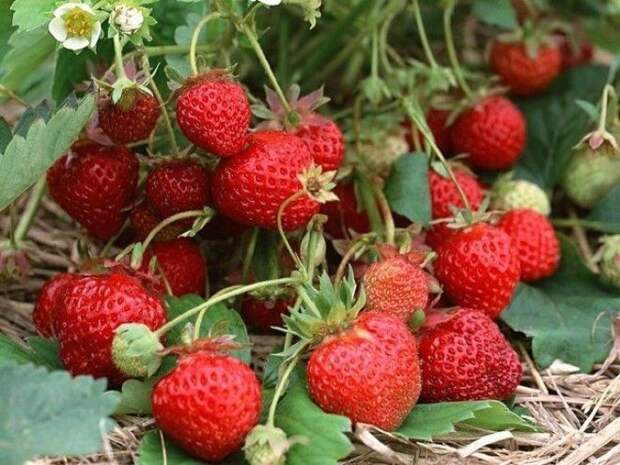 ПРОСТОЙ РЕЦЕПТ ПОДКОРМКИ КЛУБНИКИ ДЛЯ БОГАТОГО УРОЖАЯ ПРОСТОЙ РЕЦЕПТ ПОДКОРМКИ КЛУБНИКИ ДЛЯ БОГАТОГО УРОЖАЯ