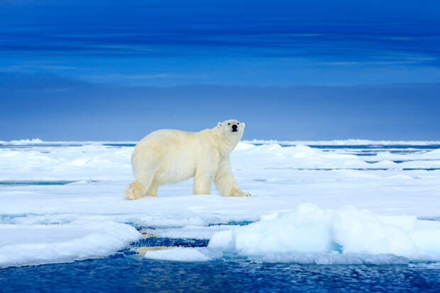 Белый медведь: что это за животное, как выглядит и почему не боится морозов