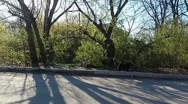 Video: Видео от Донецкая группа новостей|Донецк.ДНР
