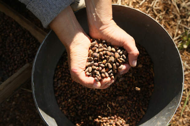 Ореховый Спас в 2026 году: какого числа отмечается, история и традиции праздника