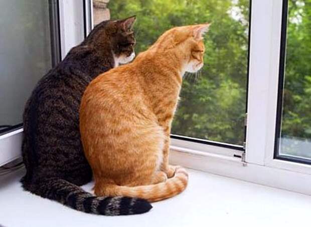 Коты, смотрящие в окно коты, окно, фотографии