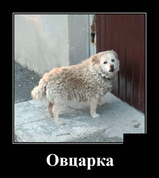 Демотиваторы (30 фото)