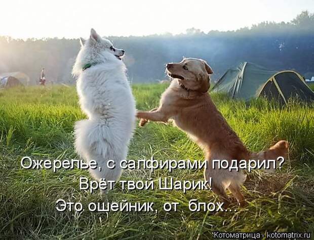 Лучшие котоматрицы недели (50 фото)