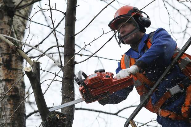 Новый опрос: быстро ли коммунальщики удаляют сухие деревья?