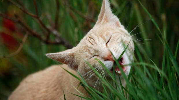 Ветеринар предупредила о вреде уличной травы для домашних питомцев