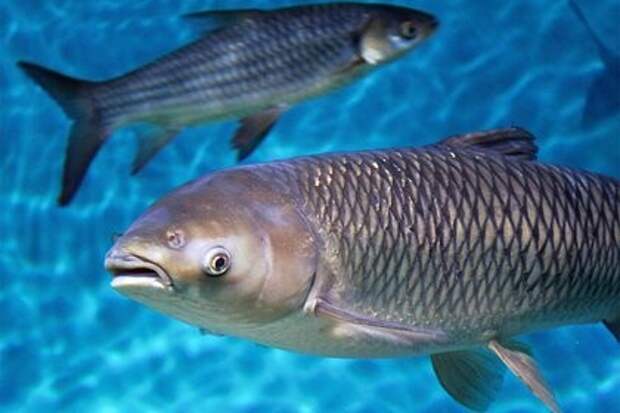 Китайская менеджер ушла с высшей должности, чтобы кормить рыб на необитаемом острове