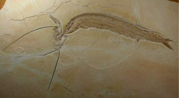 Застывший образ - через полторы сотни миллионов лет... животные, интересно, окаменелости, палеонтология