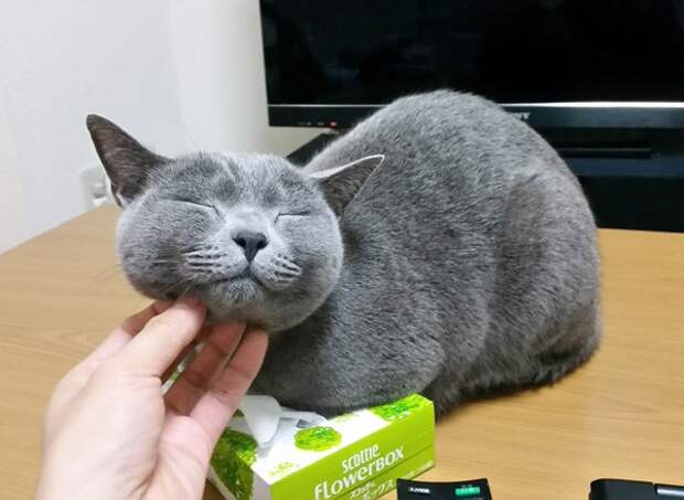 Без кота и жизнь не та