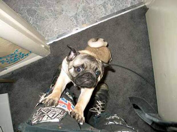 16 фактов, раздражающих вашу собаку Несчастный пекинес, фото картинка