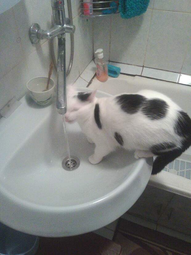 кошка