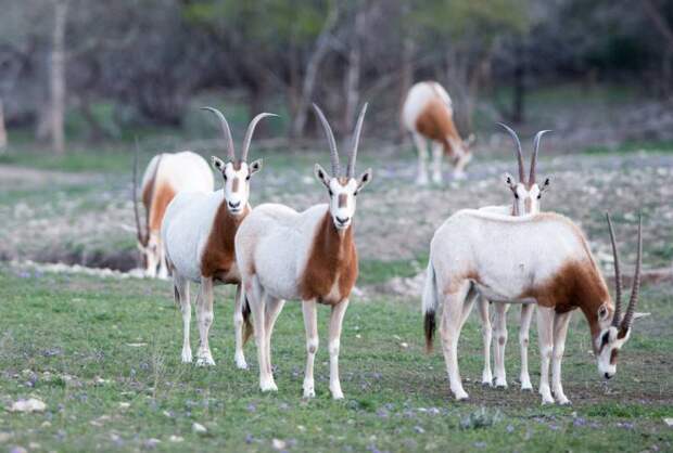 В Сахару вернули редчайших Саблерогих антилоп