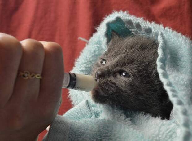 Без кота и жизнь не та