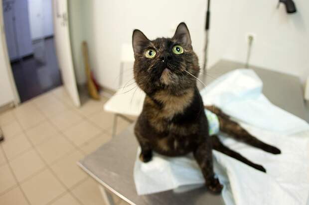 Кошка Маня, у которой была парализована нижняя часть тела, стала заслуженным донором ветклиники Фото: СОЦСЕТИ