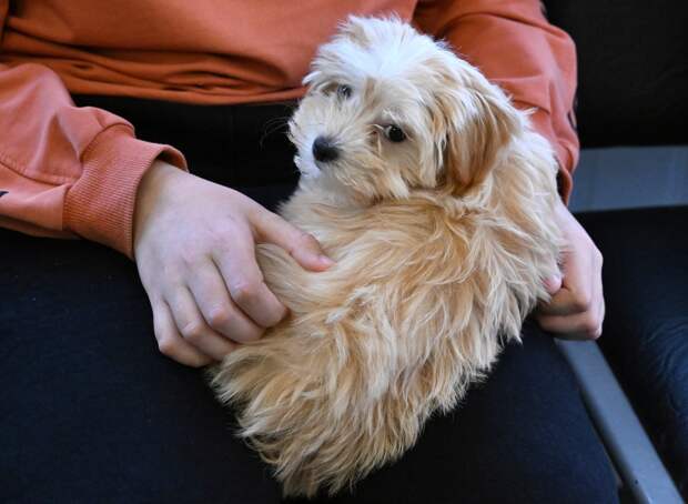 Священник посоветовал россиянам молиться за кошек и собак