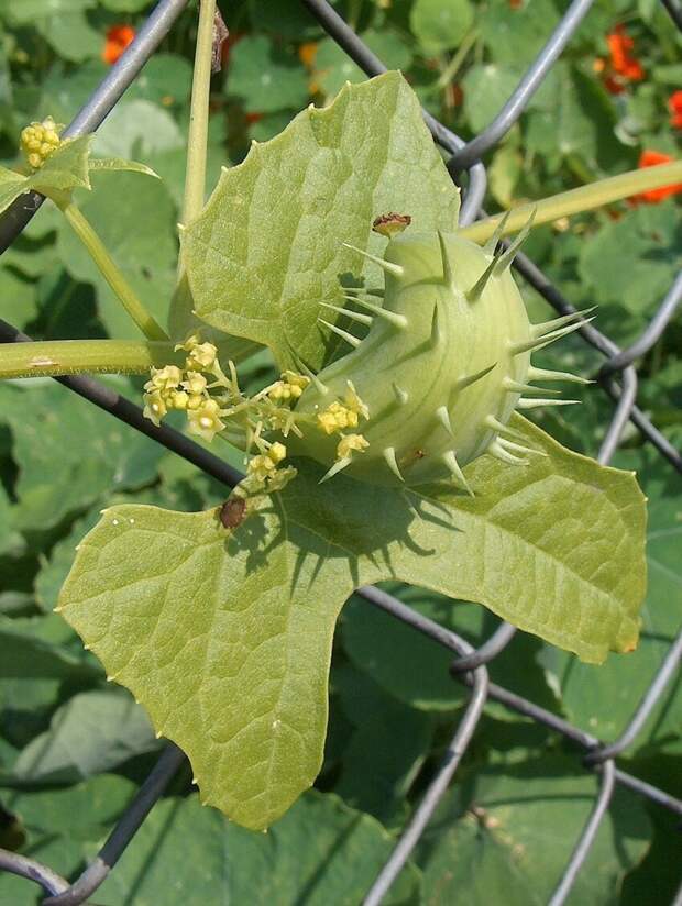 Cyclanthera explоdens (Циклантера взрывающаяся) Cyclanthera explоdens (Циклантера взрывающаяся)