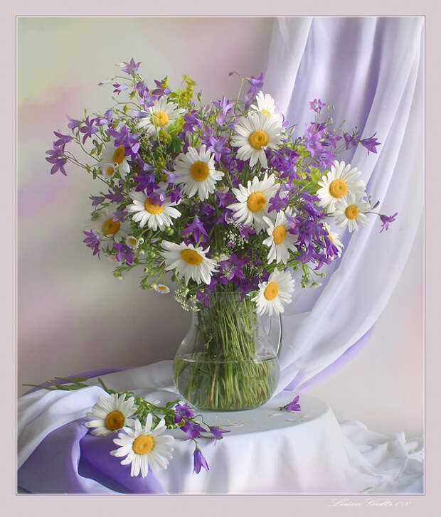 Фото жизнь - Luiza Gelts - Still  Lifes - Ромашковое лето