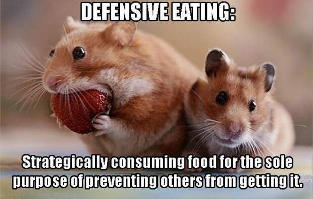defensive eating. .. Clearly this is a magic hamster than can vomit live, whole, fresh strawberries pictured with his conjoined sibling.