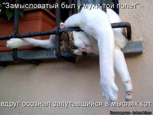 Котоматрица: "Замысловатый был у мухи той полет" - вдруг осознал запутавшийся в мыслях кот...