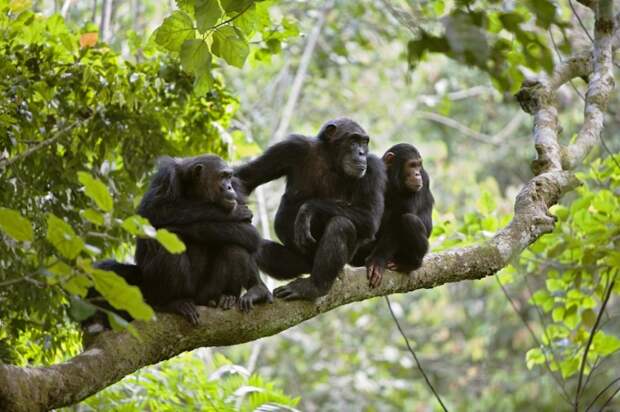 Фото шимпанзе