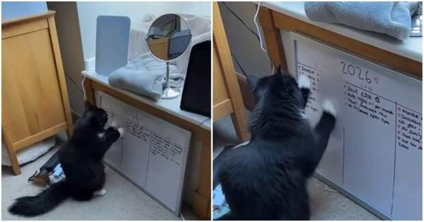 Кот внёс коррективы в цели хозяйки на 2026 год