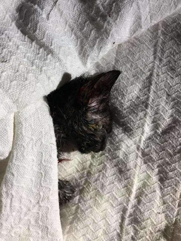 помощь котенку больной котенок
