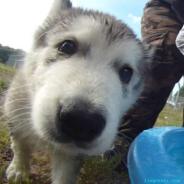 Центр спасения собак Бенвардина взял на попечительство щенка аляскинского маламута по прозвищу Гюго. 