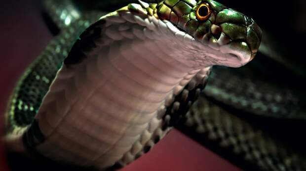 6) При нападении змея раскрывает рот на 180 градусов. животные, интересные факты о животных, факты