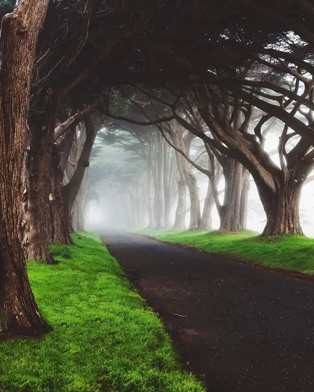 Тоннель из кипарисовых деревьев. Калифорния, США.