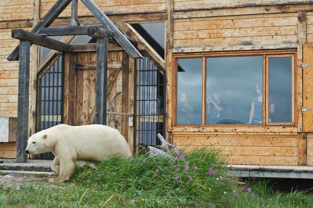 Churchill Wild – Seal River Heritage Lodge, Manitoba, Canada