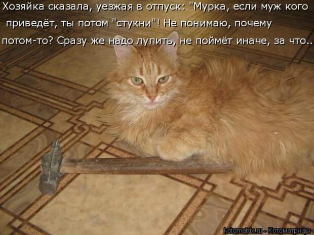 Лучшие котоматрицы недели (50 фото)