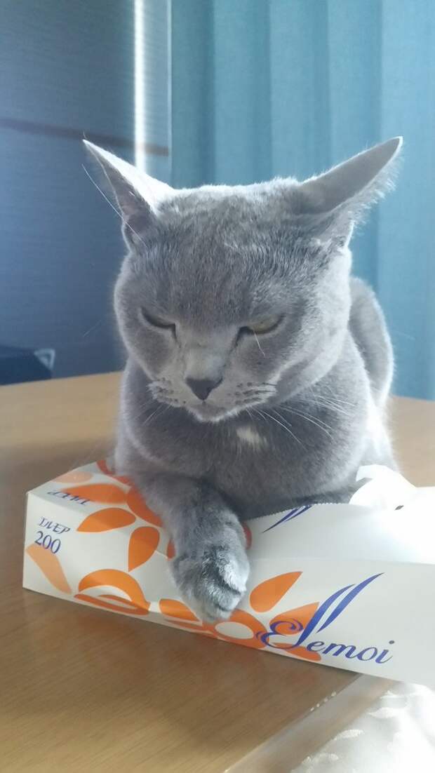 Без кота и жизнь не та