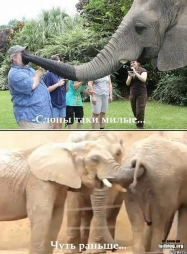Юмор на любителя