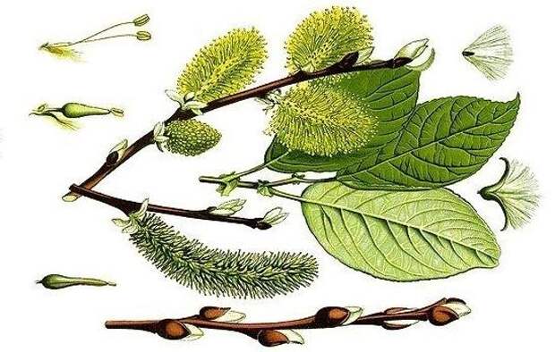 Ботаническая иллюстрация книги O. B. Tome  Flora vom Deutschland, Osterreich und der Schweiz