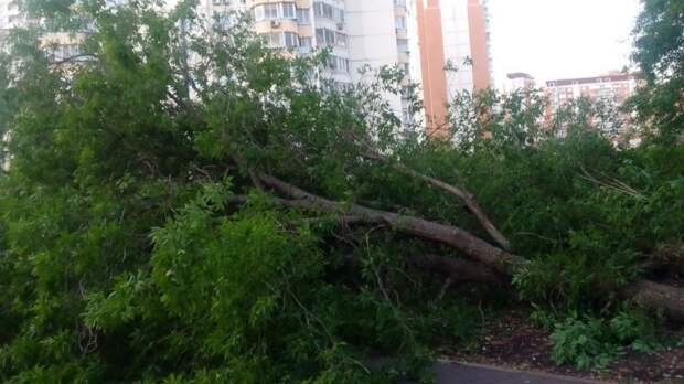 Упавшее дерево убрали на Хорошевском шоссе