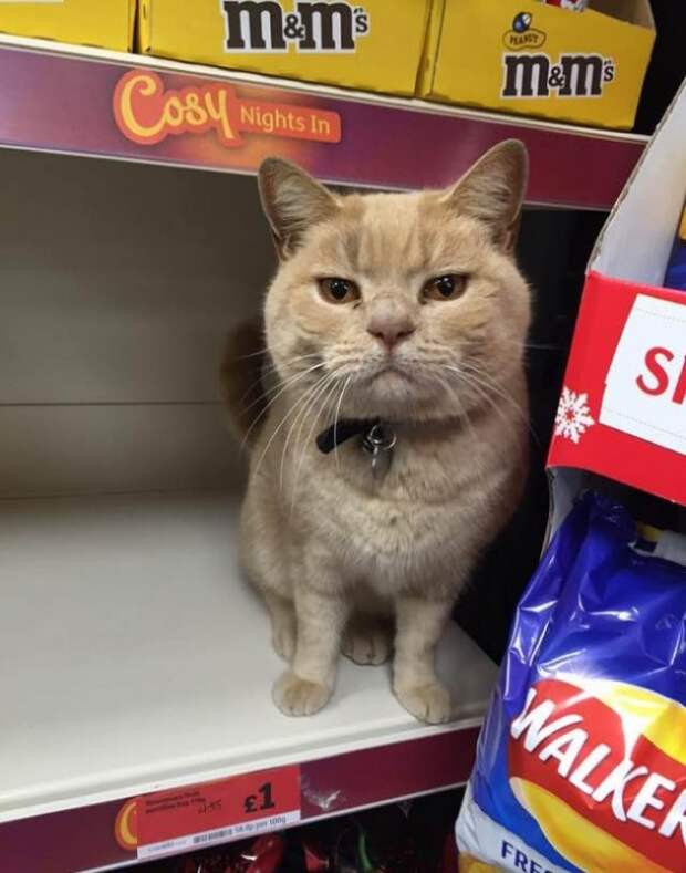 Сколько бы ни пытались этого кота выставить за дверь, он снова оказывается в магазине  кот, магазин, прикол, юмор