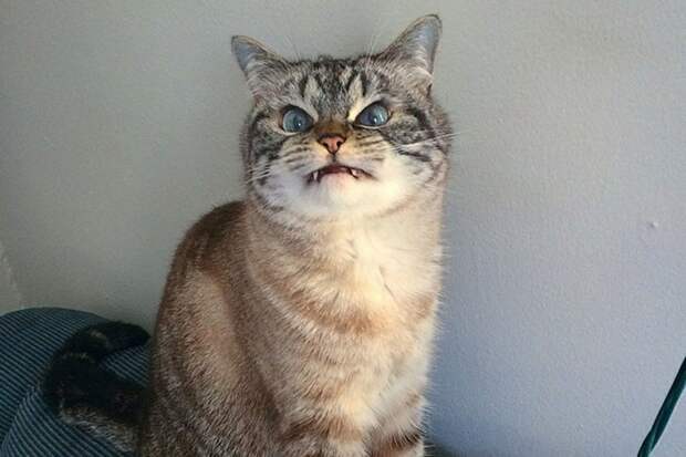 Клыкастые котики-вампиры вампир, клыки, кот, котейки, котики, кошак