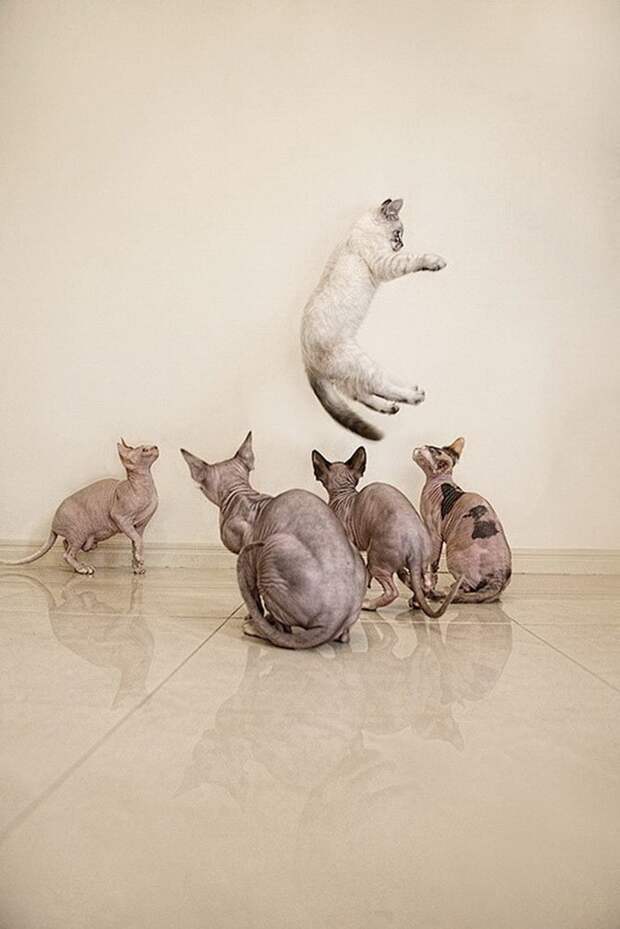 Зверские фото. Чудесные кошки-сфинксы на фотографиях Серены Ходсон коты, очень на любителя, сфинксы