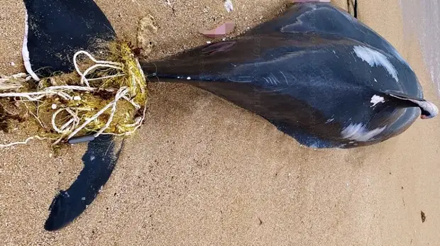 В феврале экологи зафиксировали 58 случаев гибели дельфинов в Крыму