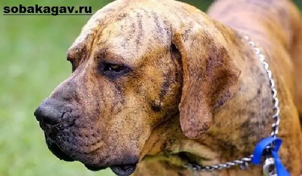 Фила бразилейро собака. Описание, особенности, уход и цена породы