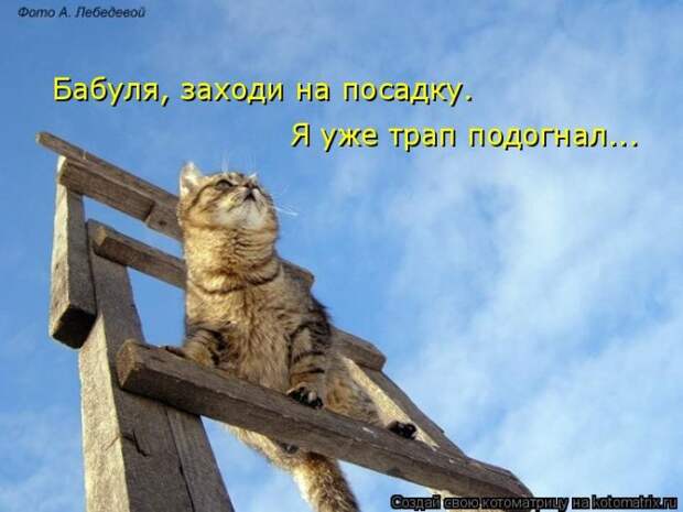 Лучшие котоматрицы недели (50 фото)