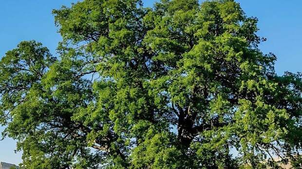 Суворовский дуб в Крыму поборется за звание дерева года в России