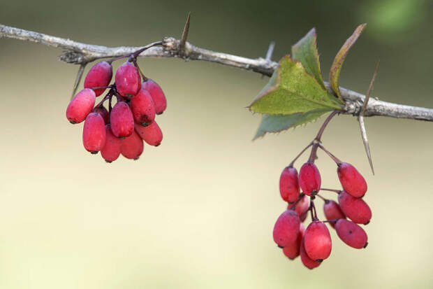 PhytoRes: берберин в составе барбариса защищает клетки сосудов от гибели