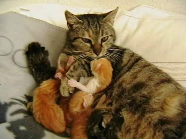 Без кота и жизнь не та