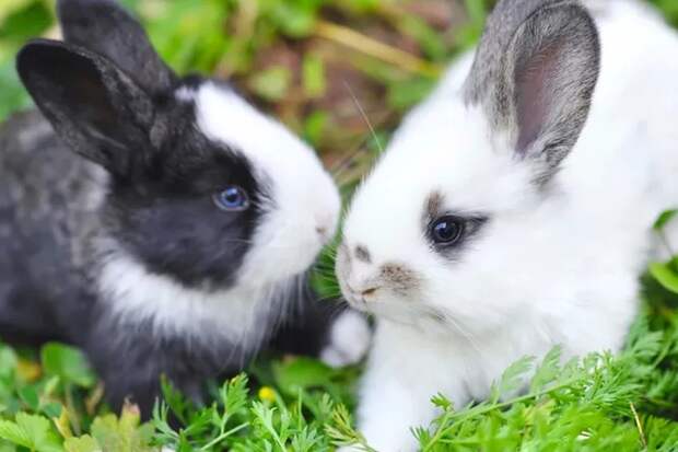 Почему дикие кролики не вырастают до размеров бегемота