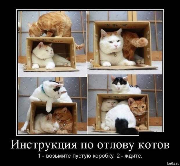 Животным смешно, а вам? (90 фото)